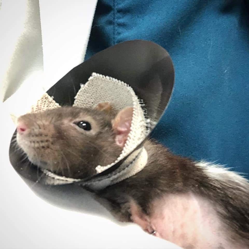 rat
