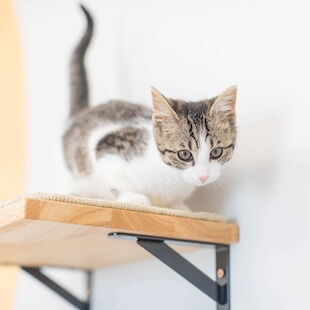 Cat Services in Richmond