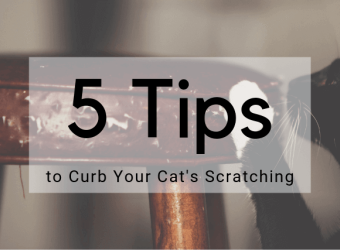 5 Tips to Curb Your Cat’s Scratching