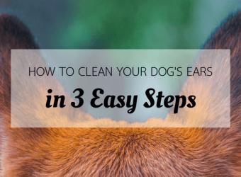 How to Clean Your Dog’s Ears in 3 Easy Steps