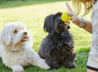 The Secret to Dog Training: Why Positive Reinforcement Works But Punishment Doesn&#039;t