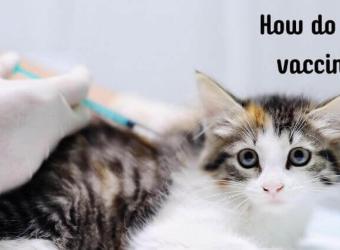 How Veterinary Vaccines Work