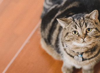 Pet Obesity Awareness: 6 Tips to Keep Your Dogs and Cats Healthy