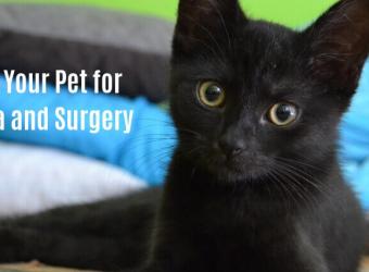 Preparing Your Pet for Anesthesia and Surgery