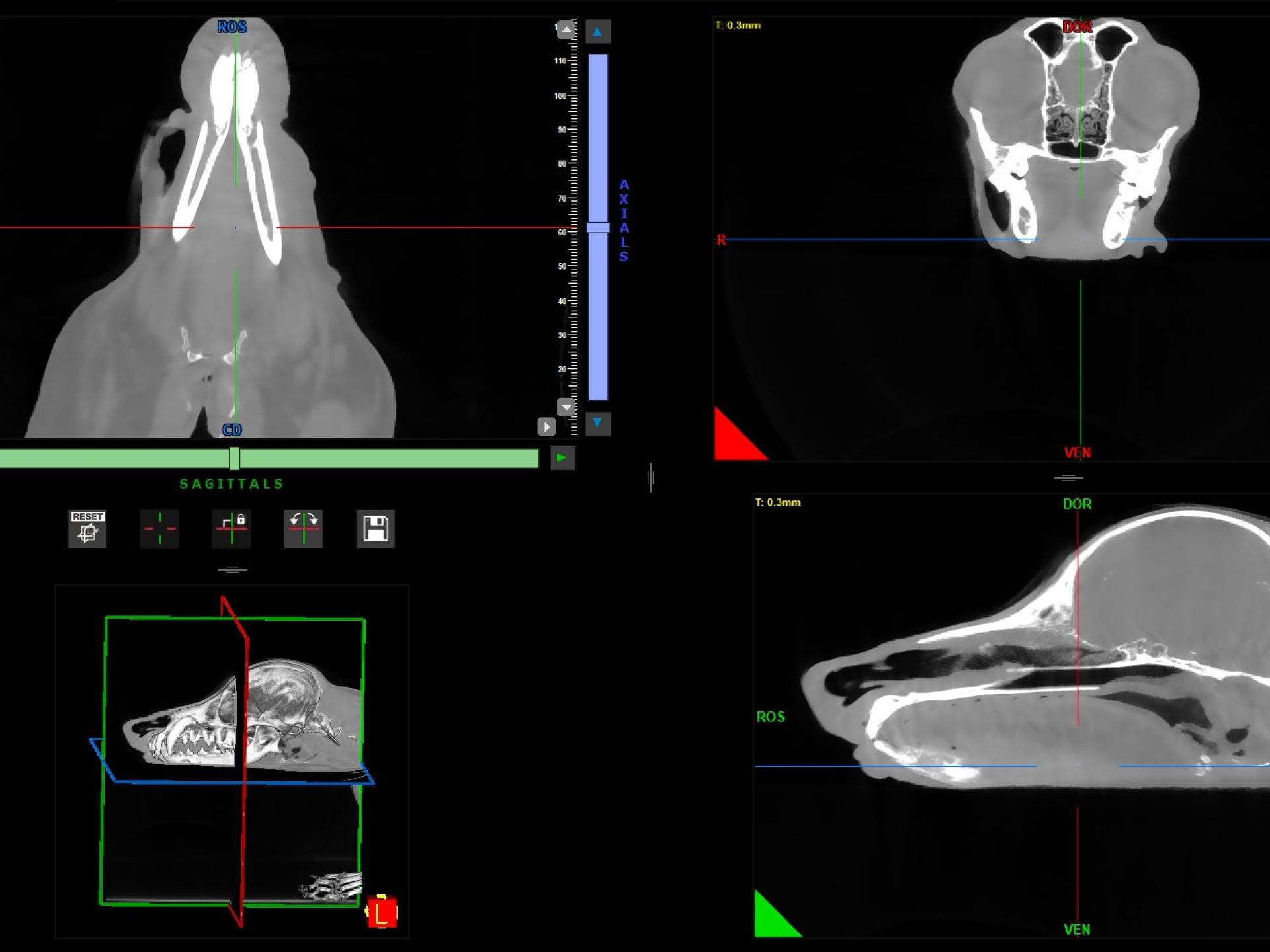 Dog CT Machine Veterinarian